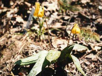dogtooth violet