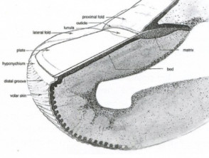Diagram of nail structure. From Kittler et al.