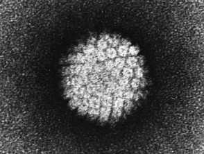  Papillomavirus
