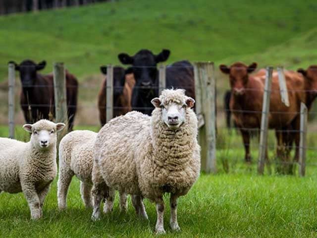 Sheep and beef