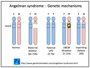 Angelman syndrome genetics
