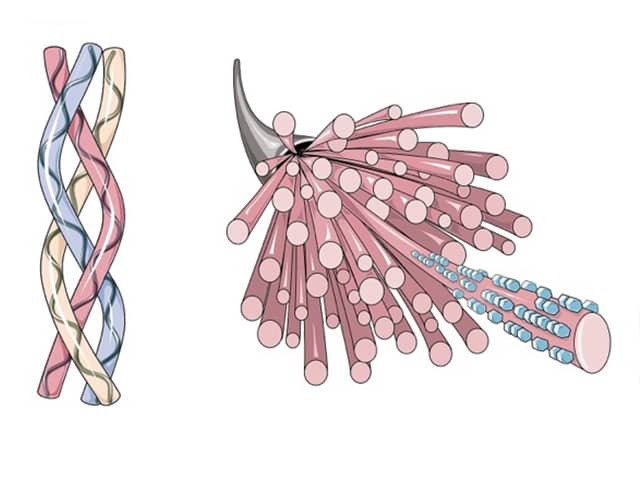 Structure of collagen