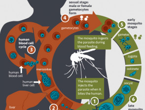 Life Cycle of the Malaria Parasite 20771605491