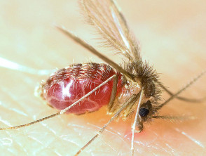 Lutzomyia longipalpis sandfly after a blood meal