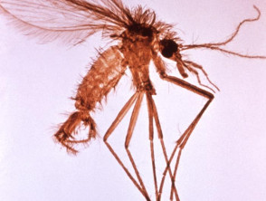 Phlebotomus sandfly