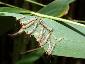 Bamboo caterpillars, which caused a rash on a gardener