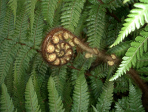 tree-fern