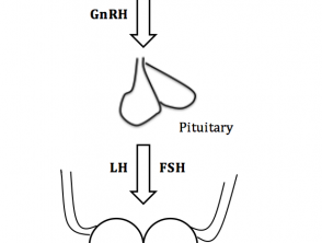 The hypothalamic–pituitary–gonadal axis pathway in males